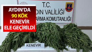 Aydın’da 90 kök kenevir ele geçirildi