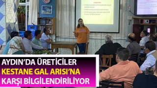 Aydın'da 'kestane gal arısı' ile mücadele çalışmaları sürüyor