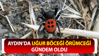 Aydın’da uğur böceği örümceği gündem oldu