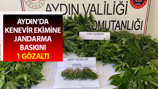 Bahçede kenevir ekimine jandarma baskını: 1 gözaltı