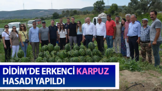 Didim’de erkenci karpuz hasadı yapıldı