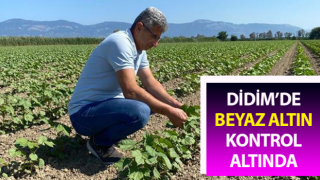 Didim’de pamuklar kontrol altında