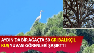 Gri balıkçılların sıra dışı yuvaları korunuyor