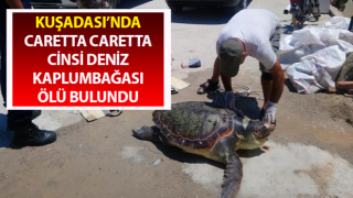 Kuşadası’nda deniz kaplumbağası ölü olarak bulundu
