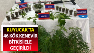 Saksıda 46 kök kenevir ele geçirildi