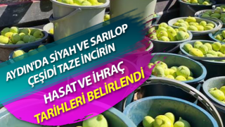 İncirde hasat ve ihracat tarihi belli oldu