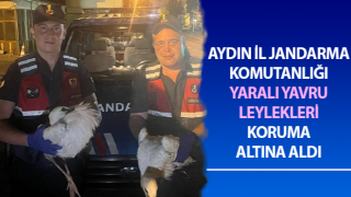 Yaralı yavru leyleklere jandarma şefkati