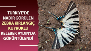 Zebra kırlangıç kuyruklu kelebek Aydın’da görüntülendi