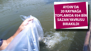 Aydın’da 934 bin sazan suyla buluştu