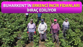 Buharkent’in erkenci incir fidanları ihraç ediliyor