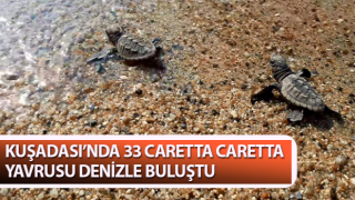 Caretta caretta yavruları denizle buluştu