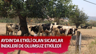 İnekler ağaç altında serinlemeye çalıştı