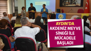 Aydın’da Akdeniz Meyve Sineği ile mücadele başladı