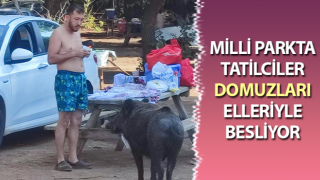 Aydın'da tatilciler domuzları elleriyle besliyor