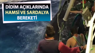 Didim açıklarında hamsi ve sardalya bereketi