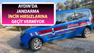 Jandarma incir hırsızlarına geçit vermiyor