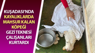 Kayalıklarda mahsur kalan köpeği gezi teknesi çalışanları kurtardı