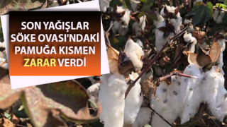 Yağışlar Söke Ovası'ndaki pamuğa zarar verdi