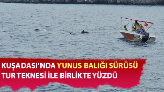 Yunus balıklarının tur teknesi ile dansı