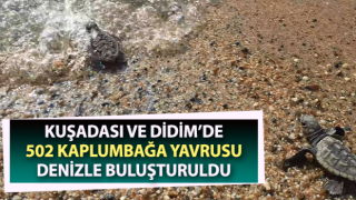 Aydın’da 502 kaplumbağa yavrusu denizle buluşturuldu