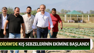 Didim'de kış sebzelerinin ekimine başlandı