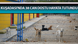 Kuşadası'nda 38 can dostu hayata tutundu