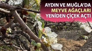 Meyve ağaçları yeniden çiçek açtı