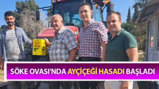 Söke Ovası'nda ayçiçeği hasadı başladı