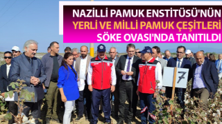 Yerli ve milli pamuk çeşitleri Söke Ovası'nda tanıtıldı