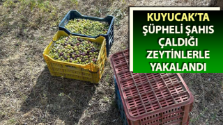 Çaldığı zeytinlerle suçüstü yakalandı