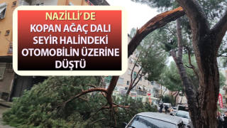 Kopan ağaç dalı seyir halindeki otomobilin üzerine düştü