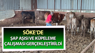 Söke’de aşılama ve küpeleme çalışması gerçekleşti