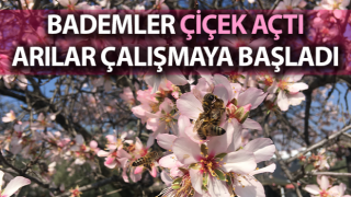 Aydın’da badem ağaçları çiçek açtı