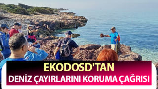 EKODOSD'tan deniz çayırlarını koruma çağrısı