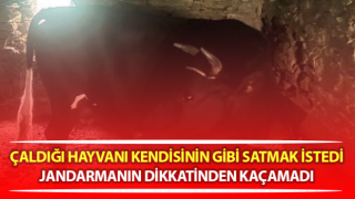 Çine’de çaldığı büyükbaş hayvanı satmak isteyen şüpheli yakalandı