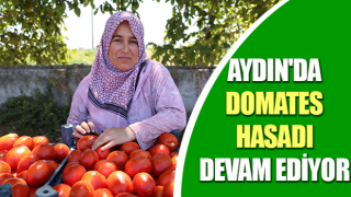 Aydın'da domates hasadı sürüyor