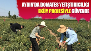 Aydın'da domates yetiştiriciliği EKÜY projesiyle güvende