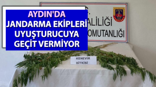 Aydın'da jandarma ekipleri uyuşturucuya geçit vermiyor