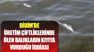 Didim'de ölen balıkların kıyıya vurduğu iddiası