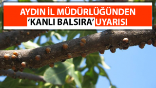 İl müdürlüğünden ‘Kanlı balsıra’ uyarısı