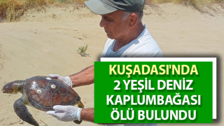 Kuşadası'nda 2 yeşil deniz kaplumbağası ölü bulundu