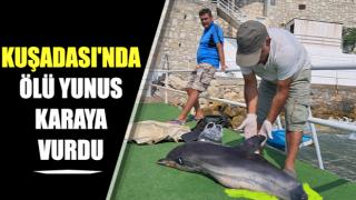 Kuşadası'nda ölü yunus karaya vurdu