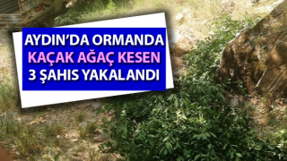 Ormanda kaçak ağaç kesen 3 şahıs yakalandı