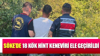 Söke’de 18 kök hint keneviri ele geçirildi