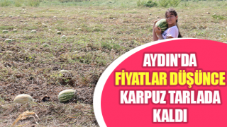 Fiyatlar düşünce karpuz tarlada kaldı