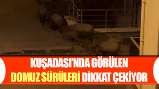 Kuşadası’nda görülen domuz sürüleri dikkat çekiyor