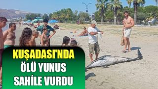 Kuşadası'nda ölü yunus sahile vurdu