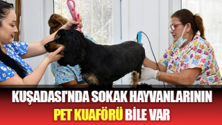 Kuşadası'nda sokak hayvanlarının pet kuaförü bile var