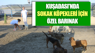 Kuşadası'nda sokak köpekleri için özel barınak