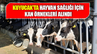 Kuyucak'ta hayvan sağlığı için kan örnekleri alındı